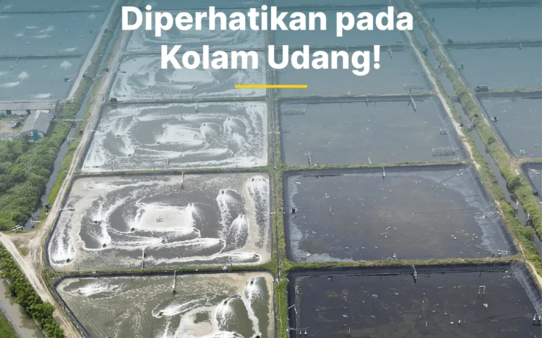 kolam udang