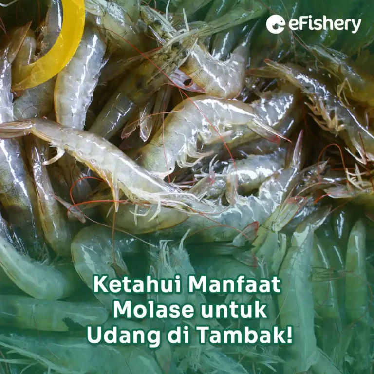 manfaat molase untuk udang