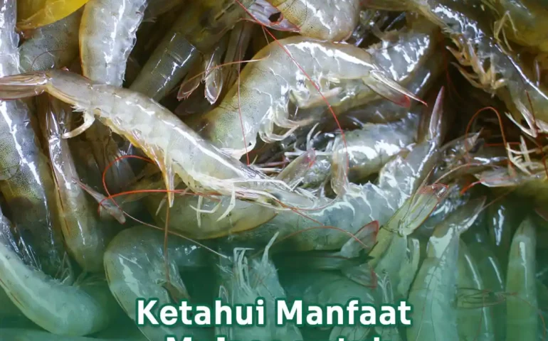 manfaat molase untuk udang