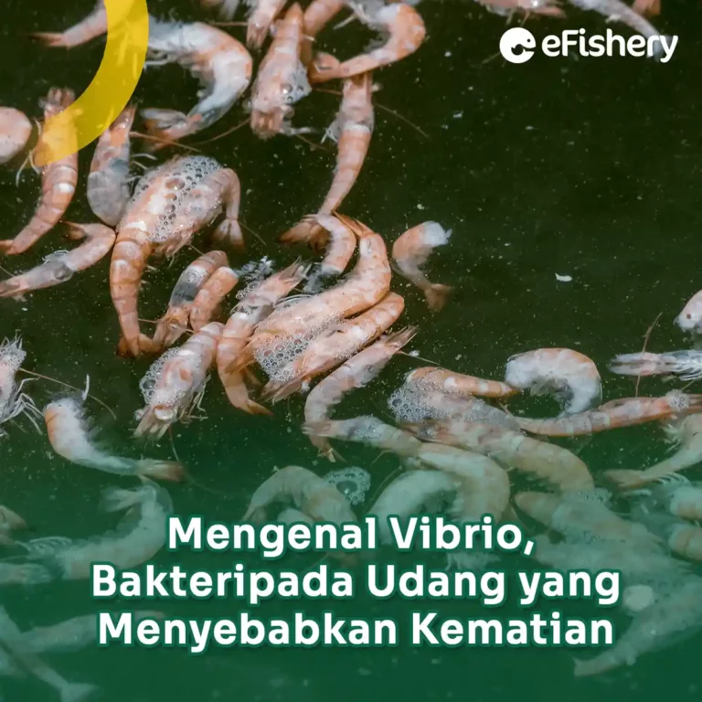 mengenal vibrio bakteri pada udang yang menyebabkan kematian