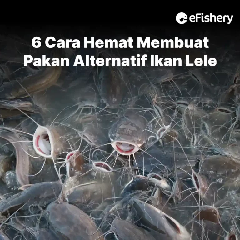 pakan alternatif ikan lele