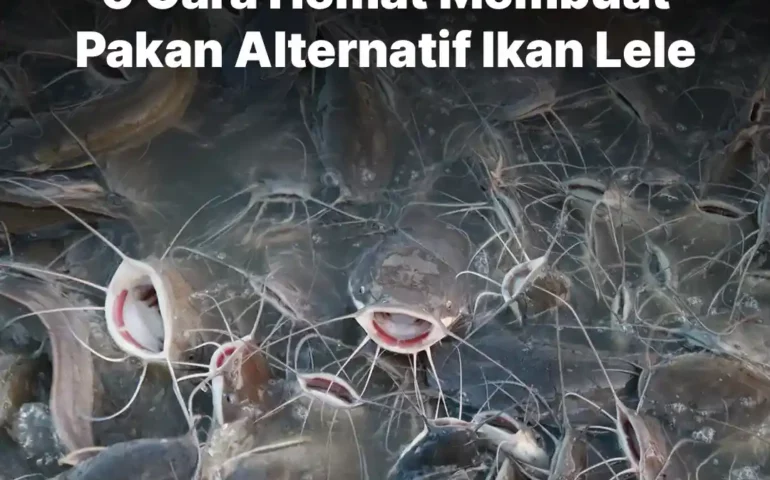 pakan alternatif ikan lele