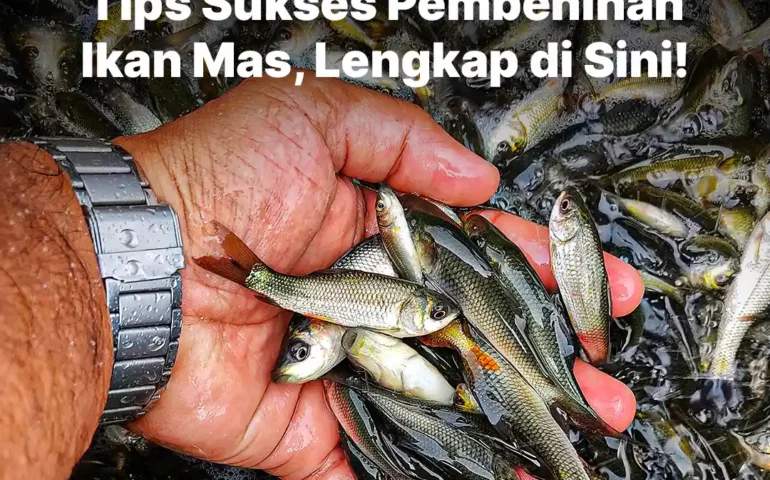 pembenihan ikan mas