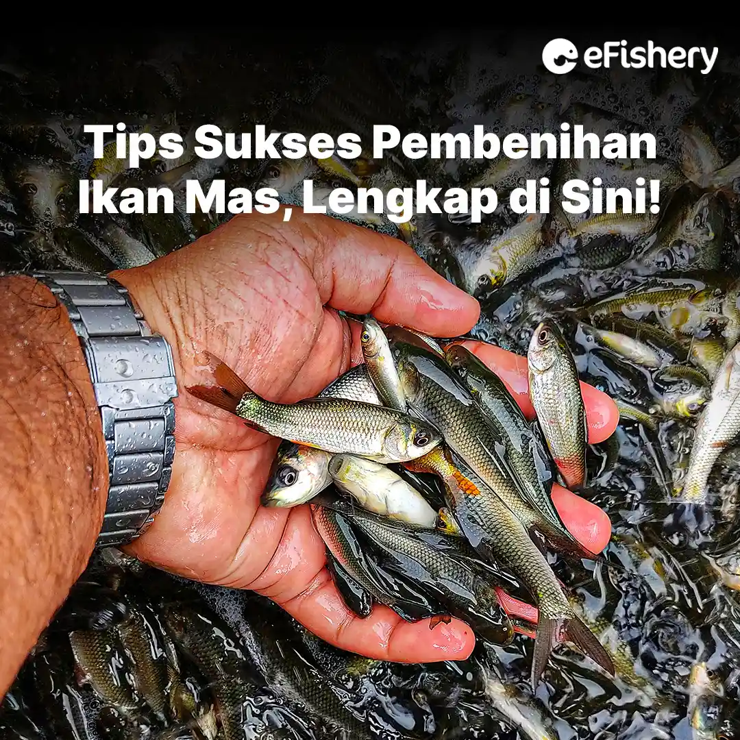 pembenihan ikan mas