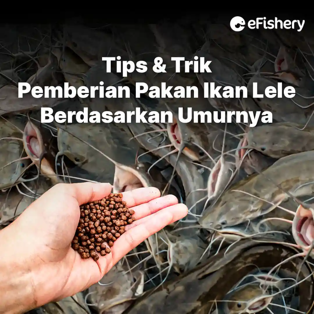 Tips And Trik Pemberian Pakan Ikan Lele Berdasarkan Umurnya 1351