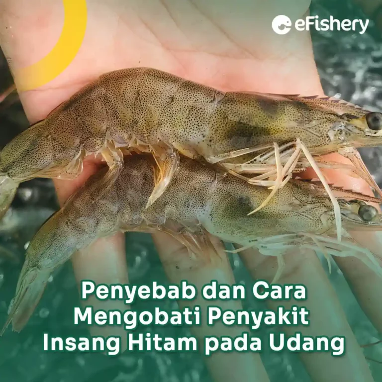 penyebab dan cara mengobati penyakit insang hitam pada udang