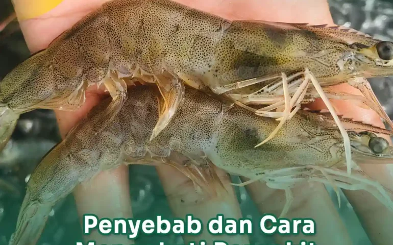 penyebab dan cara mengobati penyakit insang hitam pada udang