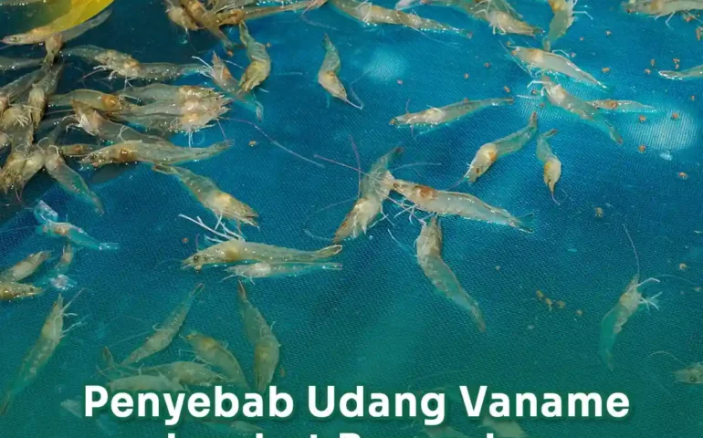 penyebab udang vaname lambat besar dan cara menanganinya