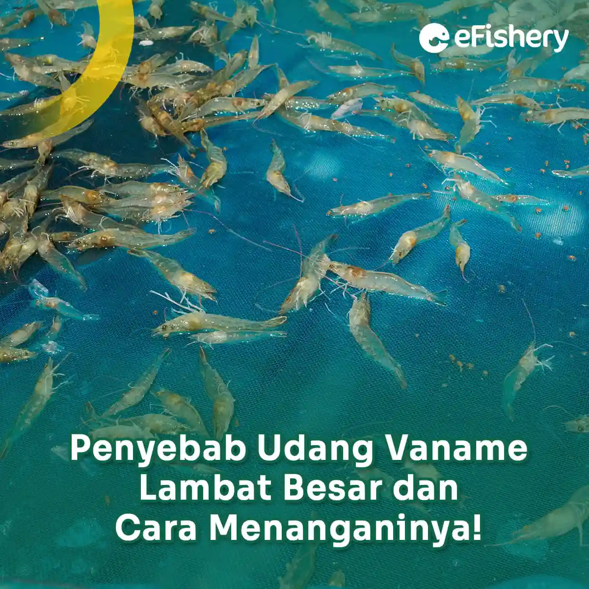 penyebab udang vaname lambat besar dan cara menanganinya