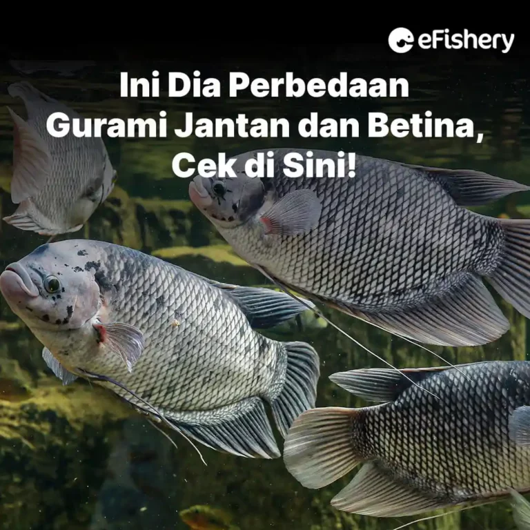 perbedaan gurami jantan dan betina