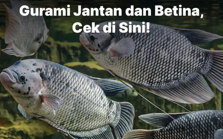 perbedaan gurami jantan dan betina