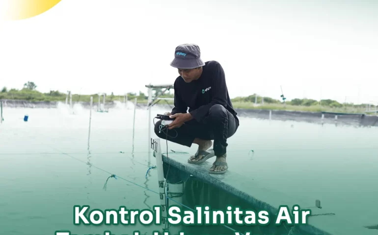 salinitas air tambak udang vaname