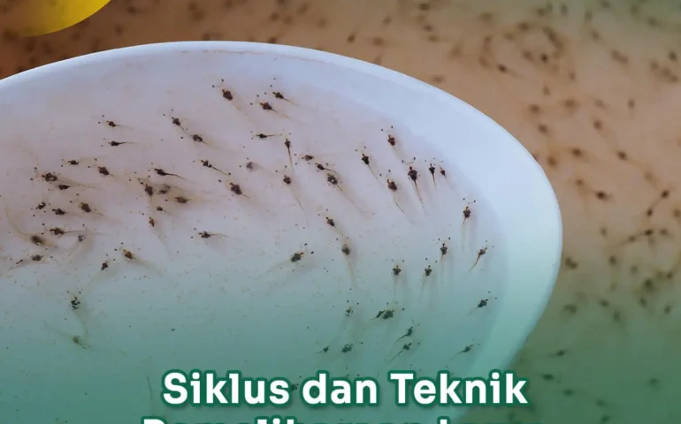 siklus dan teknik pemeliharaan larva udang vaname