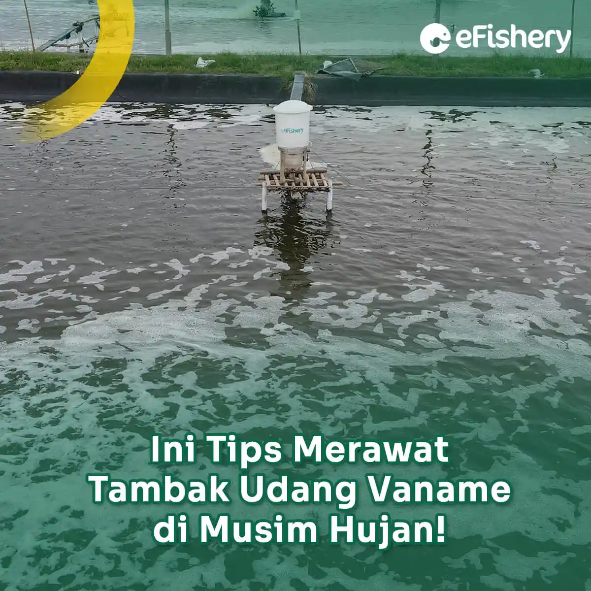 tips merawat tambak udang vamane di musim hujan