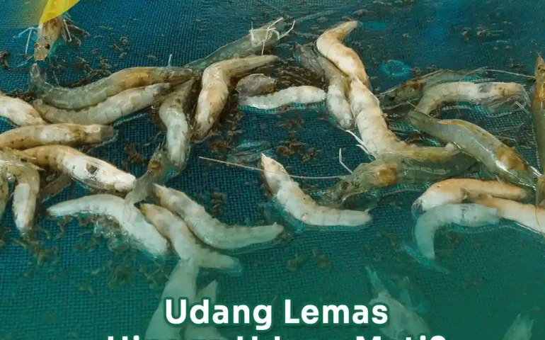 udang lemas hingga kematian udang