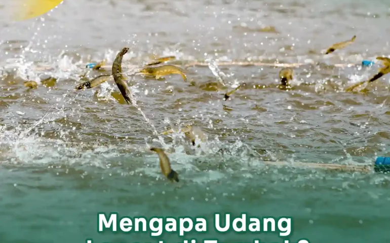 mengatasi udang loncat