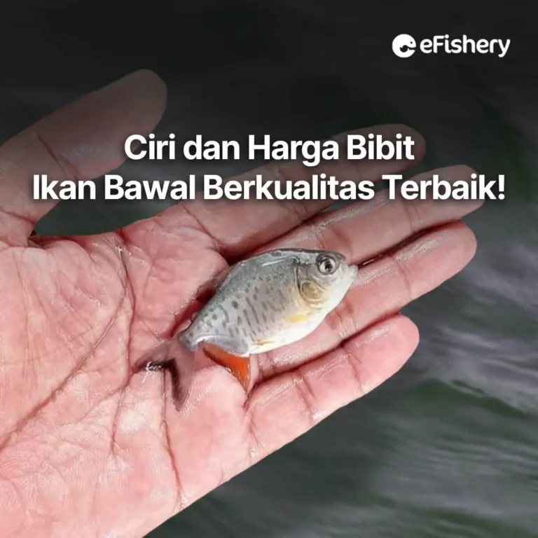 bibit ikan bawal