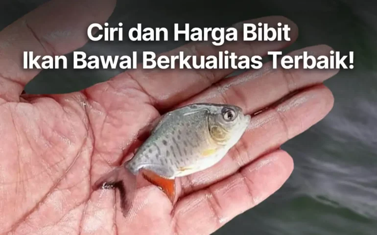 bibit ikan bawal