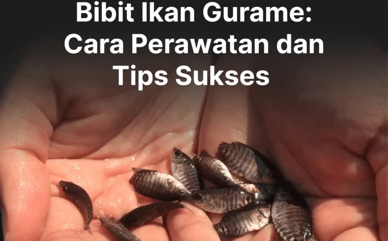 bibit ikan gurame