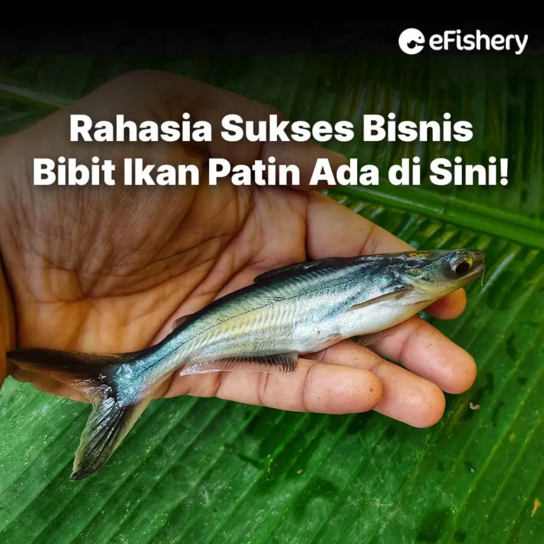 bibit ikan patin