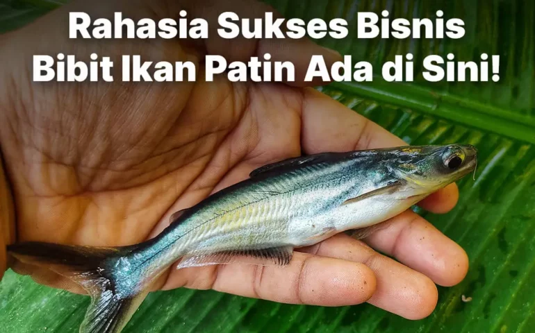 bibit ikan patin