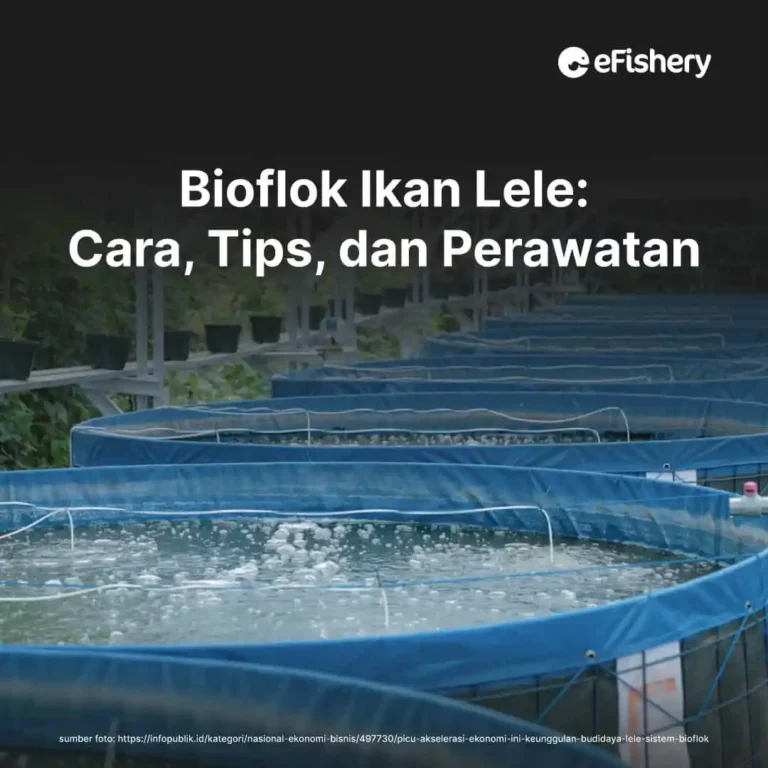 bioflok ikan lele