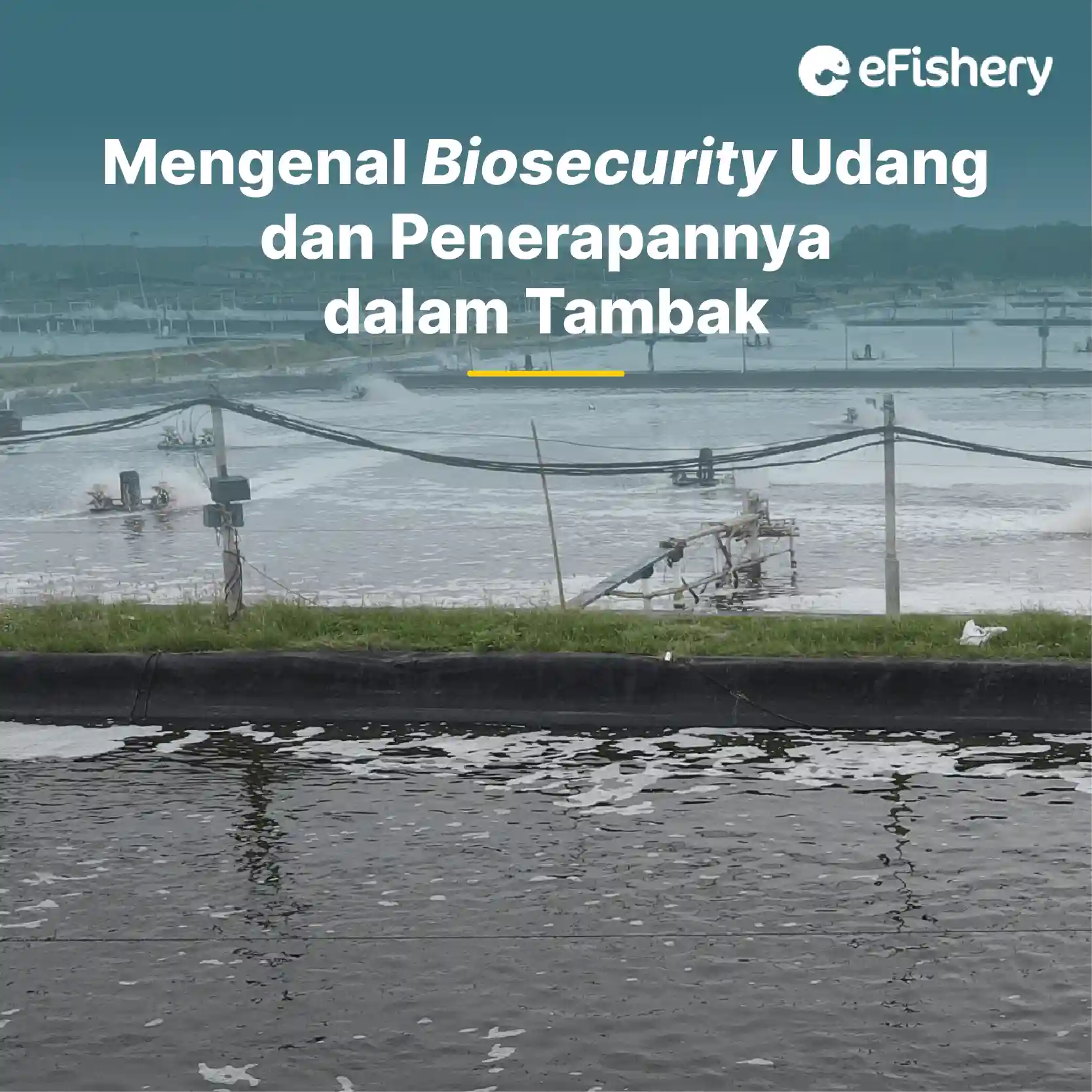 biosecurity udang dan penerapannya dalam tambak