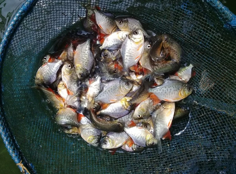 bisnis bibit ikan bawal