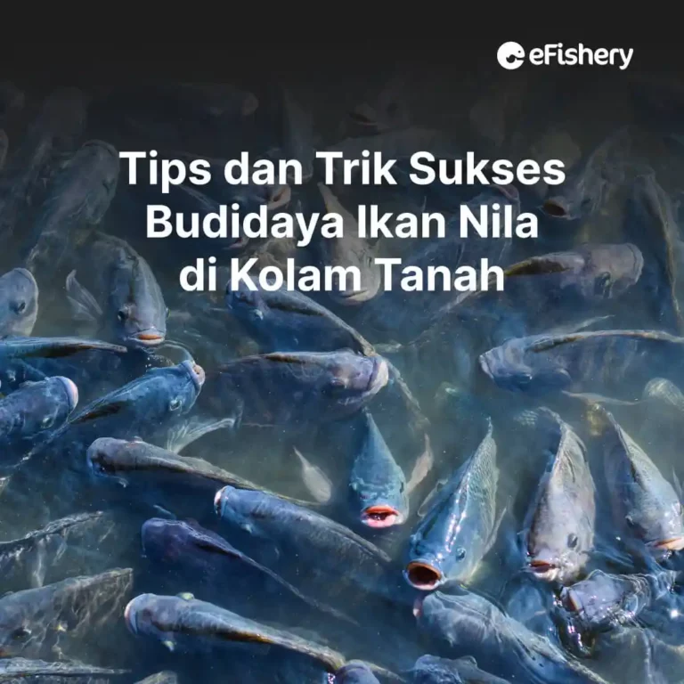 budidaya ikan nila di kolam tanah