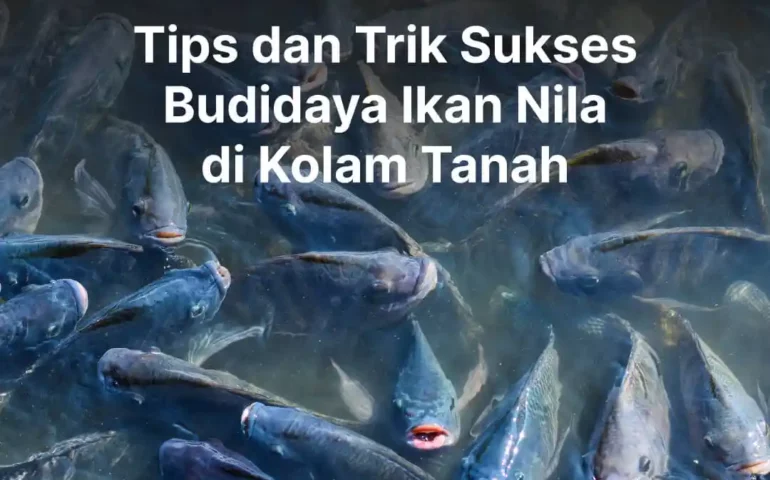 budidaya ikan nila di kolam tanah