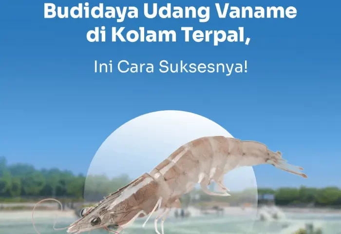 budidaya udang vaname di kolam terpal