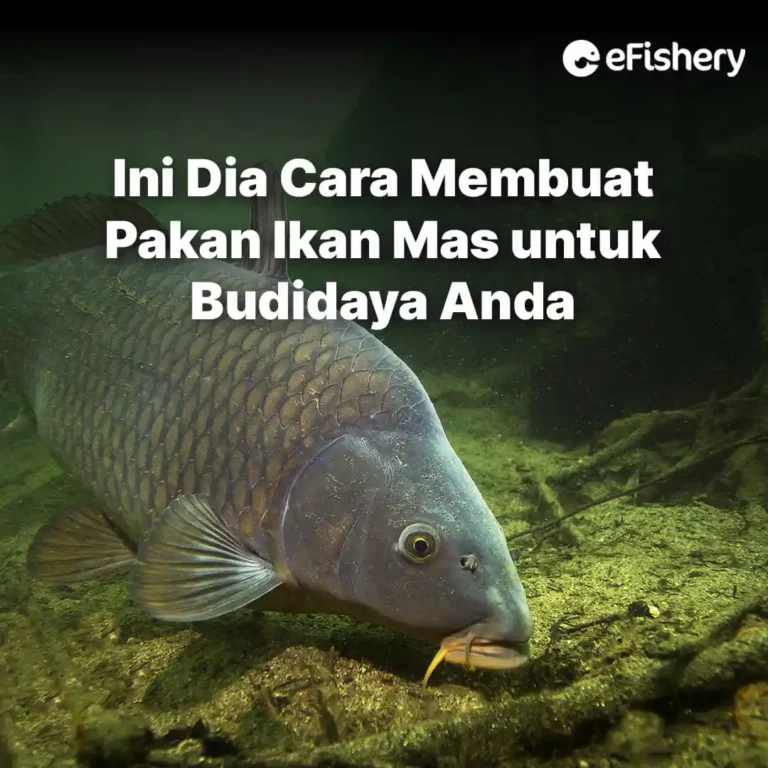 cara membuat pakan ikan mas