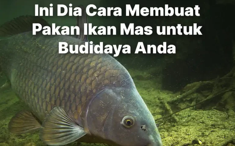 cara membuat pakan ikan mas