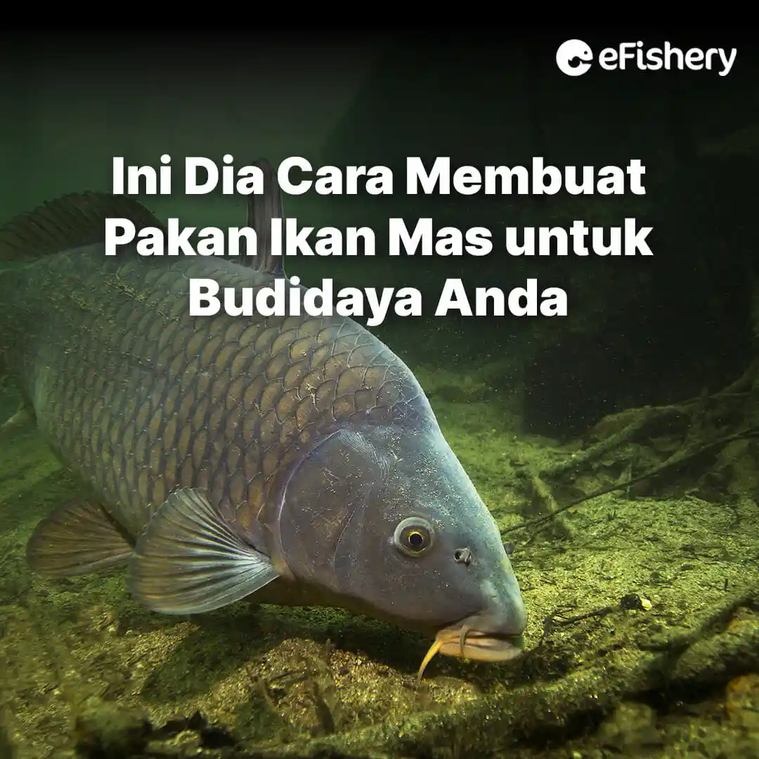 cara membuat pakan ikan mas