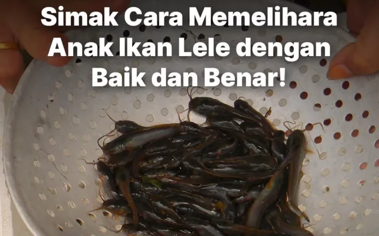 cara memelihara anak ikan lele