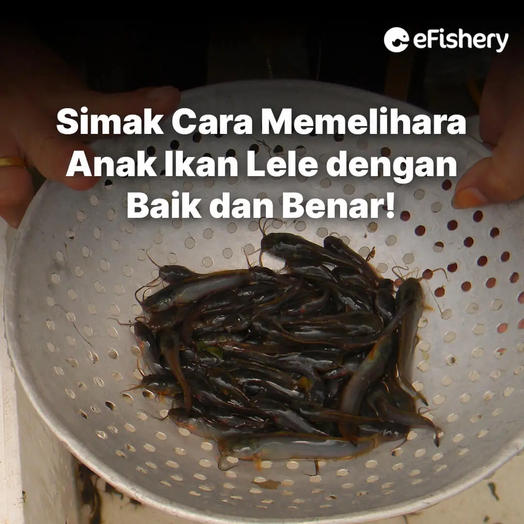 cara memelihara anak ikan lele