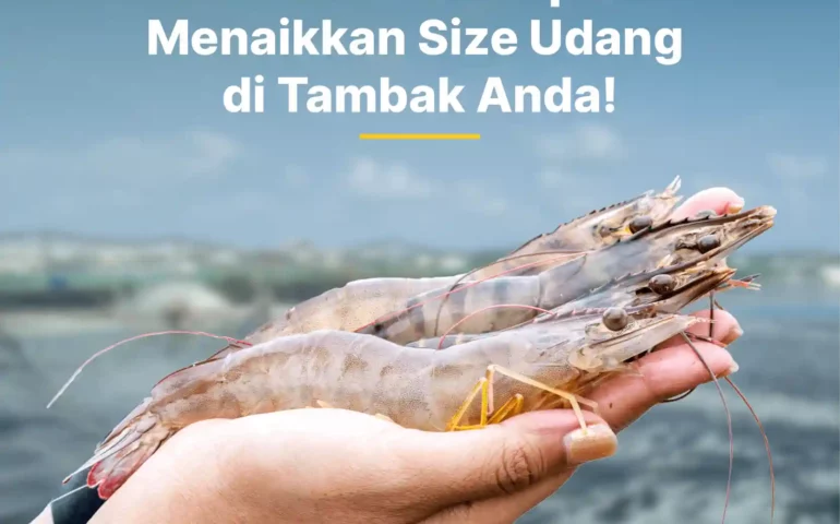 cara menaikkan size udang