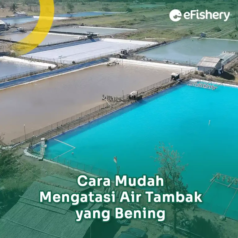 cara mengatasi air tambak bening