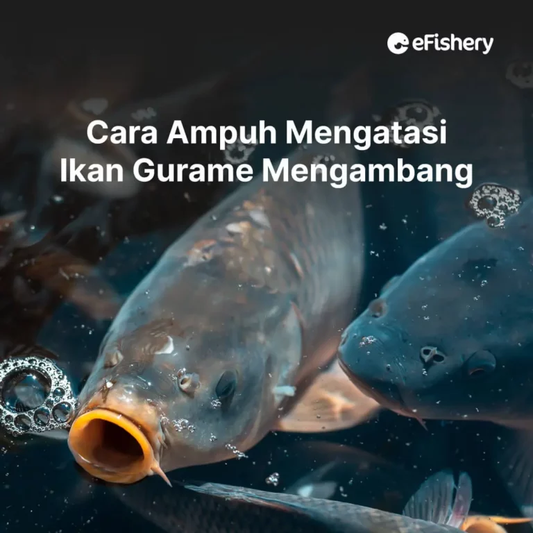 cara mengatasi ikan gurame mengambang