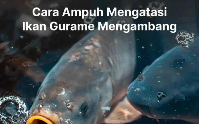 cara mengatasi ikan gurame mengambang