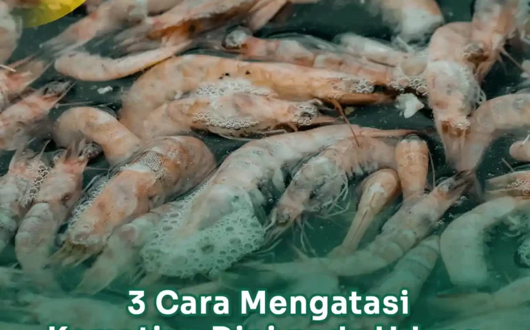 cara mengatasi kematian dini pada udang