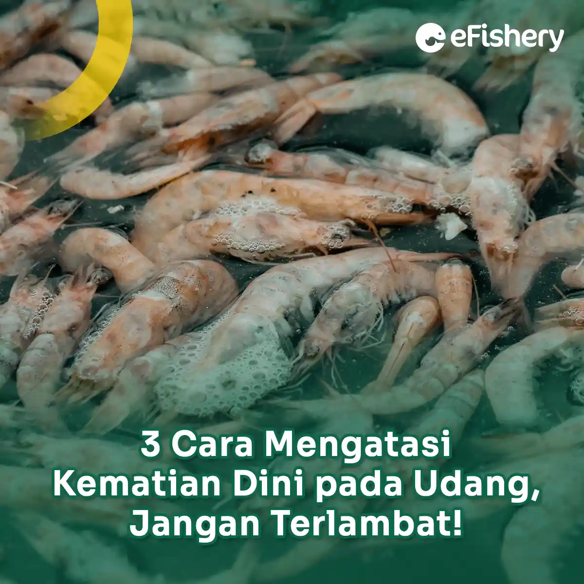 cara mengatasi kematian dini pada udang