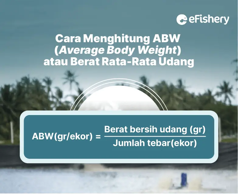 cara menghitung abw udang