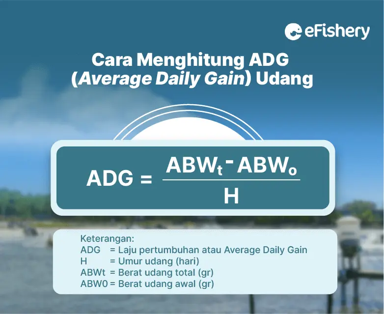 cara menghitung adg udang