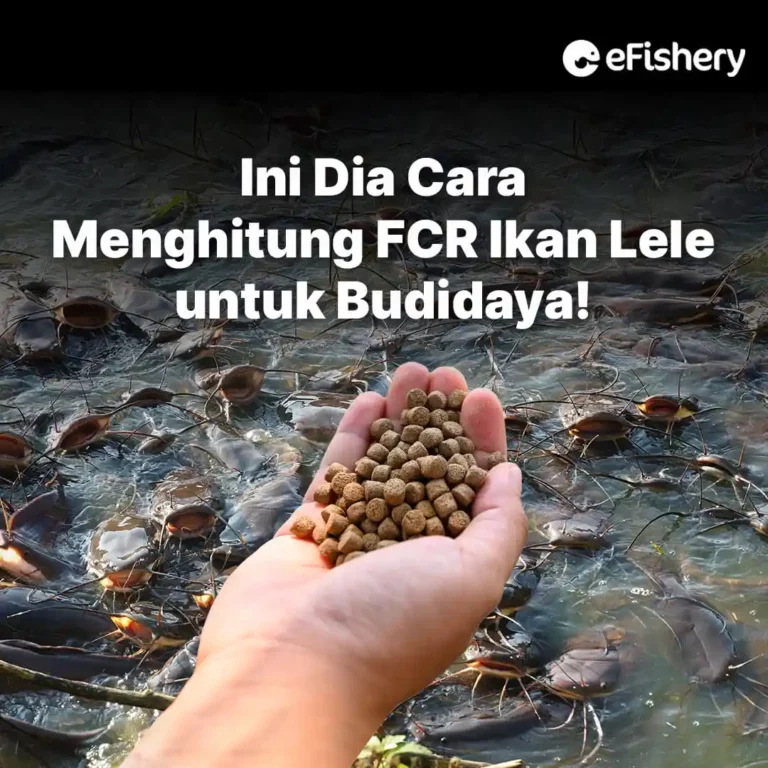 cara menghitung fcr ikan lele