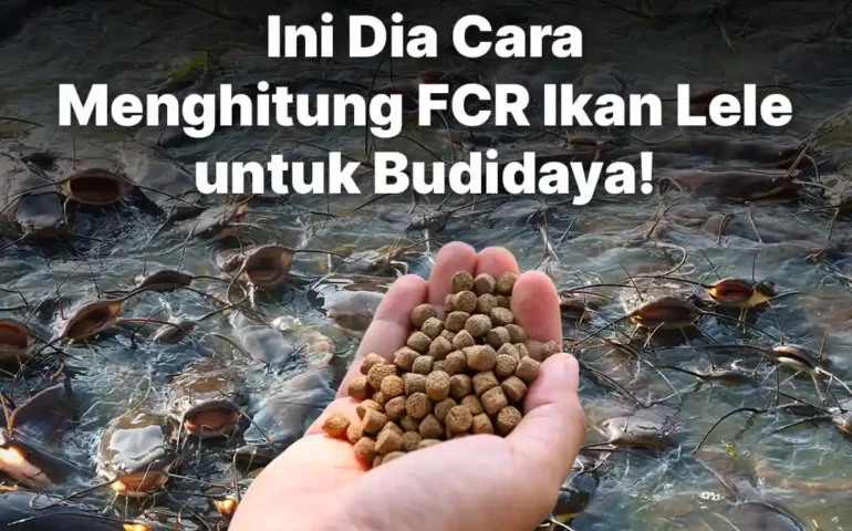 cara menghitung fcr ikan lele