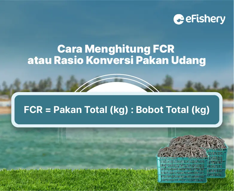 cara menghitung fcr udang