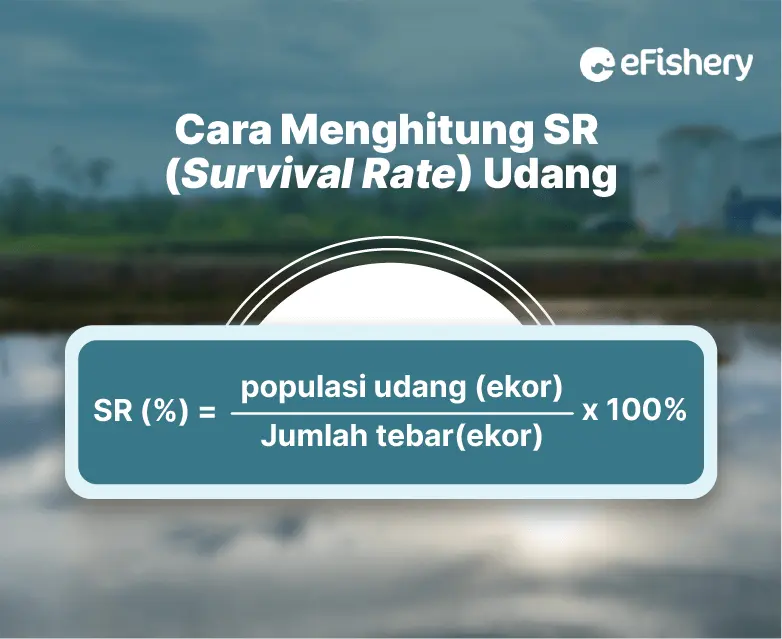 here-s-how-to-calculate-survival-rate-in-shrimp-cultivation