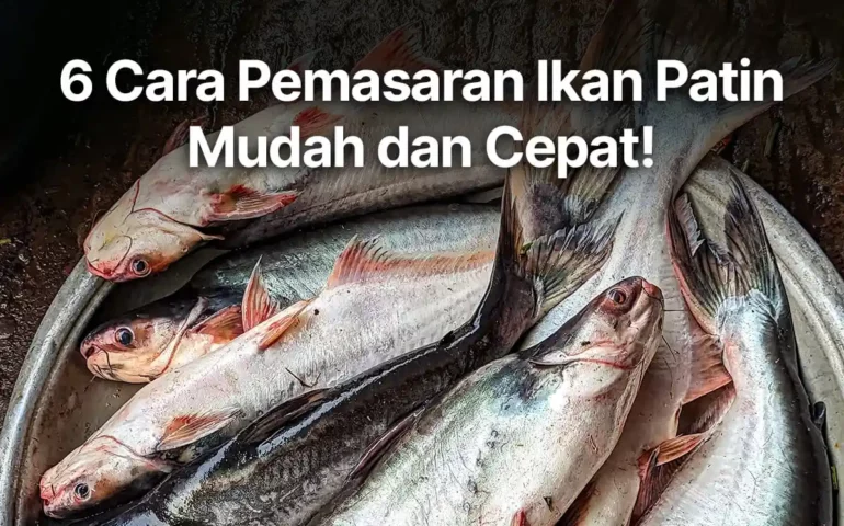 cara pemasaran ikan patin