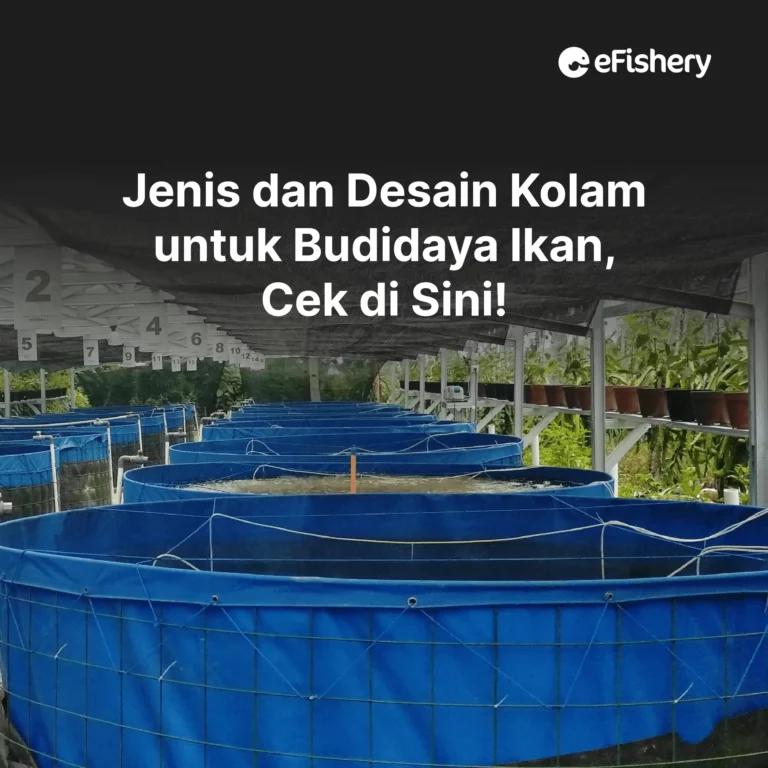 desain kolam budidaya ikan